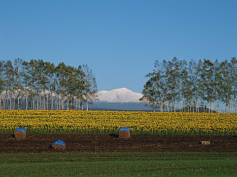 迟,秋天,山