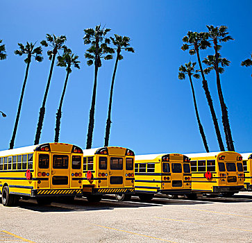 美洲,校车,排,加利福尼亚,棕榈树,照片