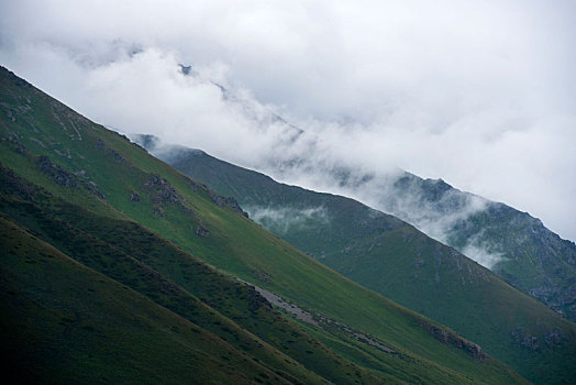 新疆天山云杉