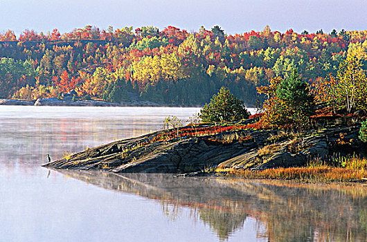 蓝鹭,岩岬,秋色,弗米利恩,河,白鲑,安大略省,加拿大