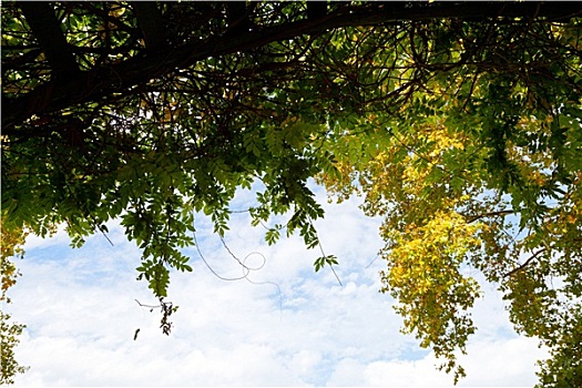 树,绿色,黄色,秋叶