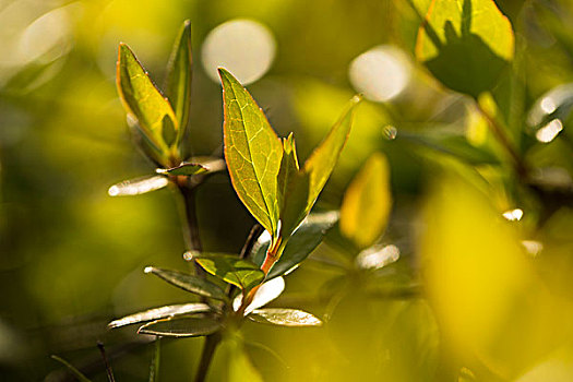 梦幻植物