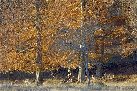 小鹿,树林,瑞典