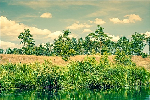 松树,湖