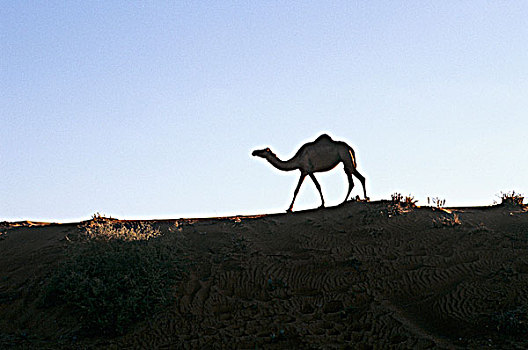 骆驼,沙丘