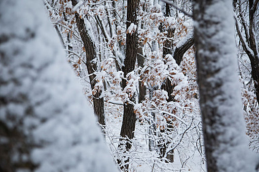 兴凯湖湖岗树林雪淞奇观