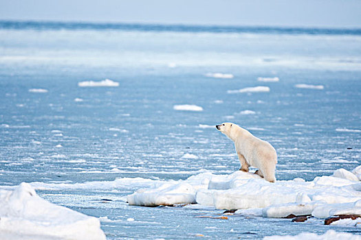 北极熊,站立,哈得逊湾,冬天,丘吉尔市,野生动物,管理,区域,加拿大