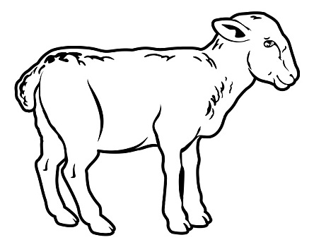 羊羔肉