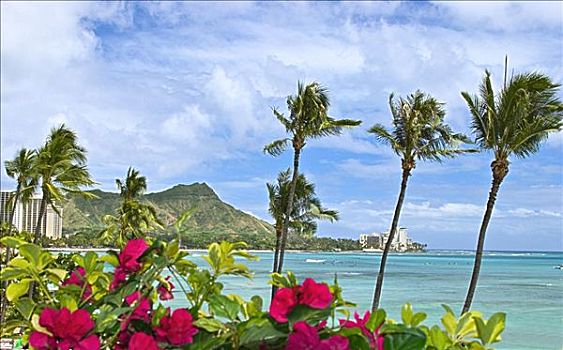 夏威夷,瓦胡岛,钻石海岬,怀基基海滩,棕榈树,叶子花属,前景