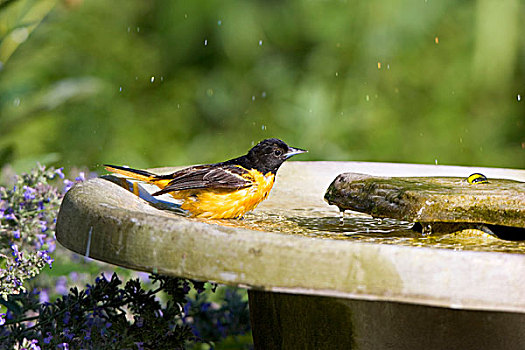 巴尔的摩,黄鹂,雌性,鸟澡盆,伊利诺斯,美国