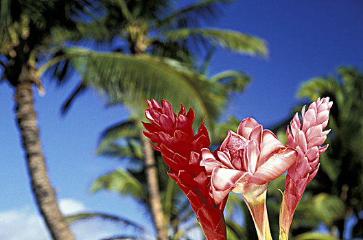 美国,夏威夷,毛伊岛,三个,棕榈树