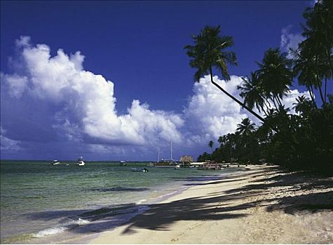 特立尼达,多巴哥岛,鸽子,岛屿,海滩,手掌,沙,海洋,帆船,休假,风景
