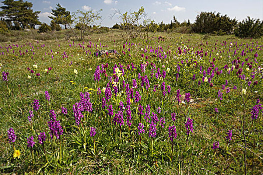 早,紫色,兰花,大量,黄花九轮草,石灰石,草地,岛屿,瑞典,欧洲