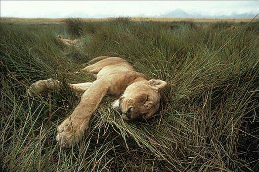 非洲狮,狮子,雌性,睡觉,大草原,塞伦盖蒂国家公园,坦桑尼亚
