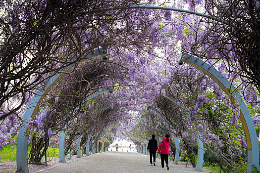 山东省日照市,如梦如幻的紫色花海,市民争相打卡拍照