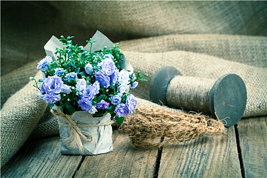 蓝色,风铃草,特里,花,纸,包装,木质背景