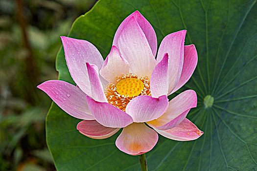 柬埔寨,收获,省,精美,粉色,莲花
