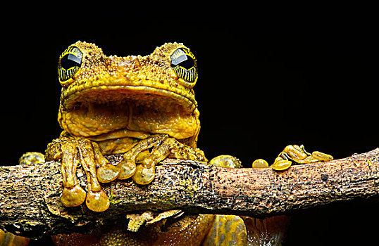 马瑙斯,树蛙,亚马逊雨林,国家公园,厄瓜多尔,南美