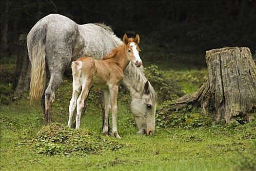 母马,小马,放牧,地点,火地岛,阿根廷