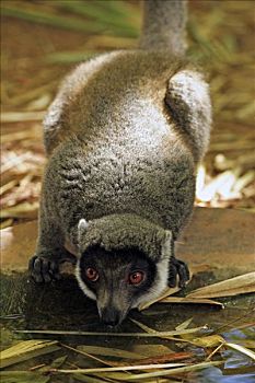 獴美狐猴,成年,雄性,饮用水,马达加斯加,非洲