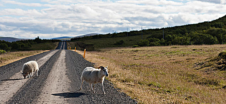 绵羊,走,碎石路,冰岛