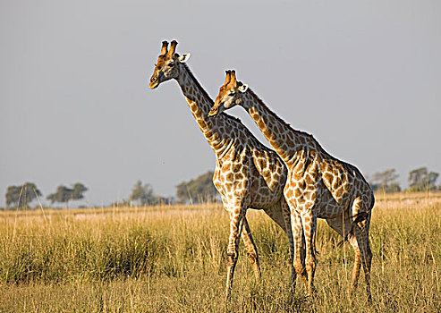 长颈鹿,乔贝国家公园,博茨瓦纳,非洲