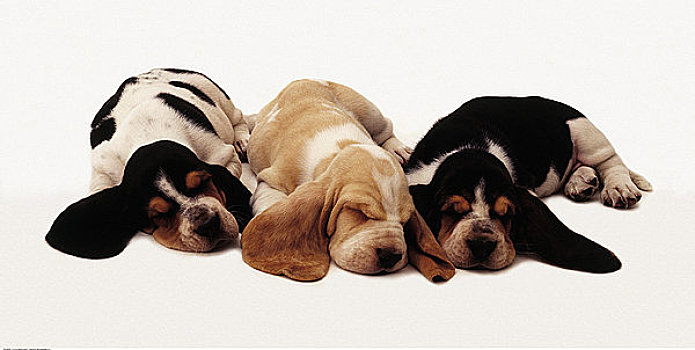 三个,巴塞特猎犬,小狗,睡觉