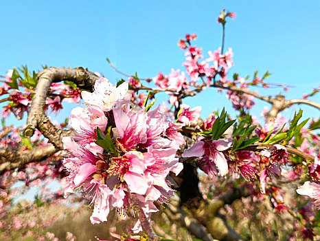 桃花,桃花源