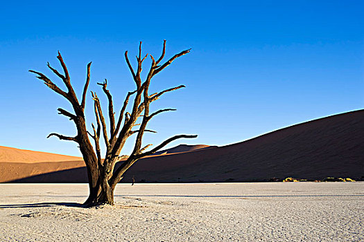 枯木,死亡谷,干燥,粘土,纳米布沙漠,纳米比亚,非洲