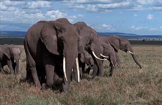 非洲象,马塞马拉野生动物保护区,肯尼亚
