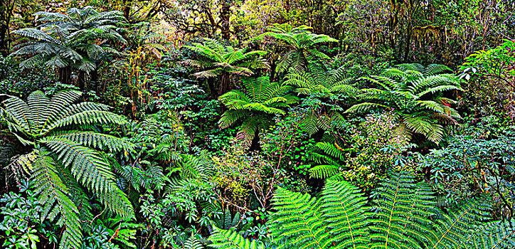 桫椤,雨林,米尔福德峡湾,峡湾国家公园,南岛,新西兰,大洋洲