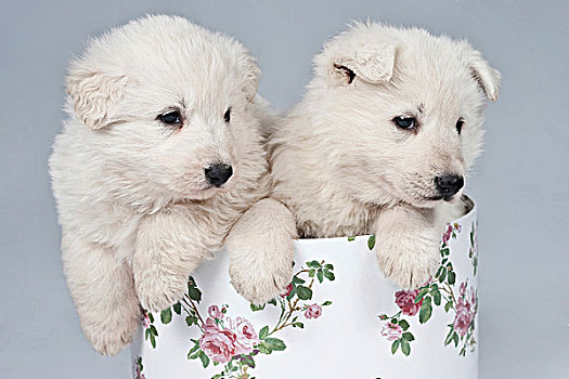 两个,白色,瑞士,狗,小狗,盒子