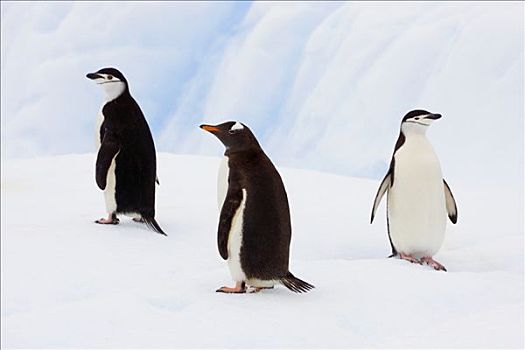 巴布亚企鹅,帽带企鹅,南极企鹅,一对,冰山,通道,南极