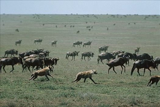 斑鬣狗,一对,追逐,蓝角马,角马,牧群,塞伦盖蒂