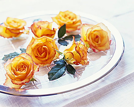 黄色,玫瑰,玻璃板