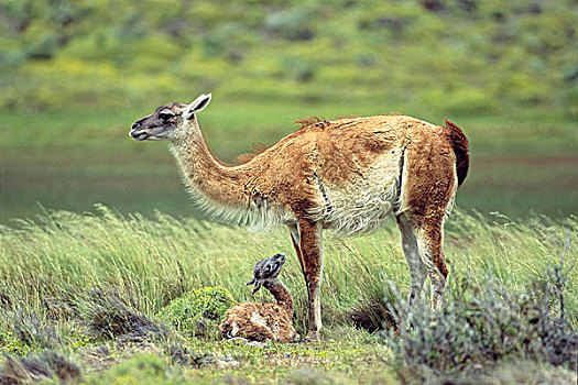 原驼,母亲,诞生,托雷德裴恩国家公园,智利