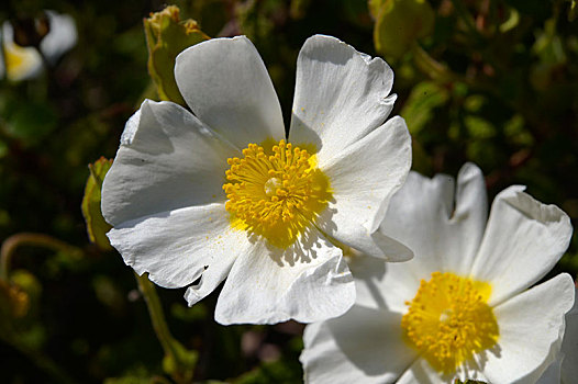 野外,白色蔷薇,花,岛屿,克罗地亚,欧洲