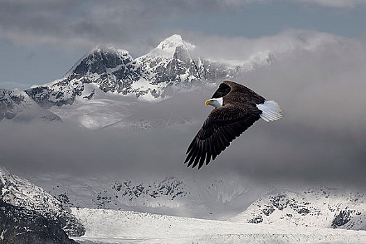 白头鹰,高处,冰雪,棉田豪冰河,背景,东南阿拉斯加,冬天,合成效果