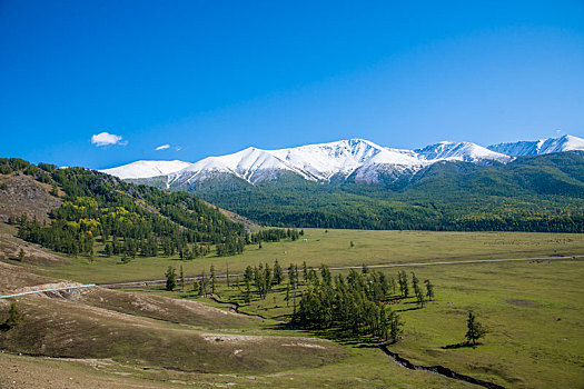 新疆喀纳斯国家地质公园白哈巴雪山下的高山草场