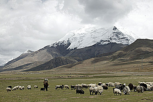 西藏牧羊