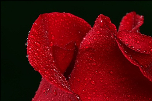 红玫瑰,许多,水滴