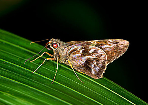 弄蝶科蝴蝶,自然保护区,区域,秘鲁,南美