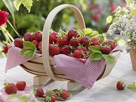新鲜,草莓,浅底篮