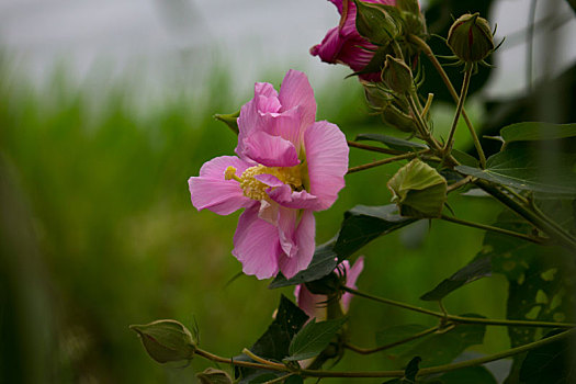 木芙蓉,木莲,芙蓉花