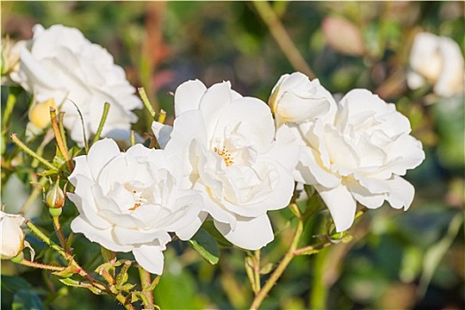 白色蔷薇,花园