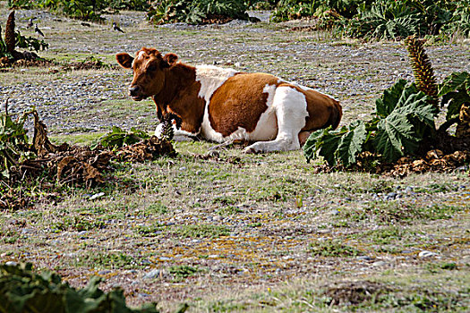 母牛,躺着,海滩,靠近,奇洛埃,智利