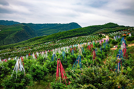 广西桂林的果园