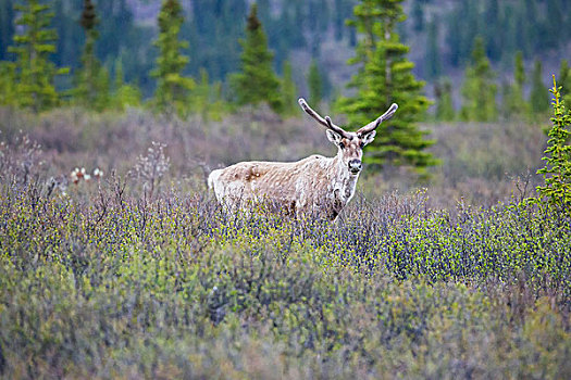 鹿,德纳里峰国家公园,阿拉斯加,美国
