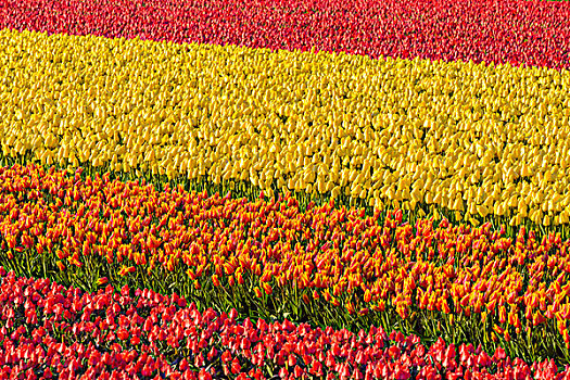 彩色,郁金香,地点,早晨,库肯霍夫公园,荷兰南部,荷兰