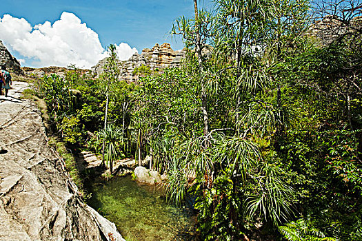 madagascar,national,park,of,isalo,green,natural,swimming,pool,in,the,piscine,naturelle,circuit